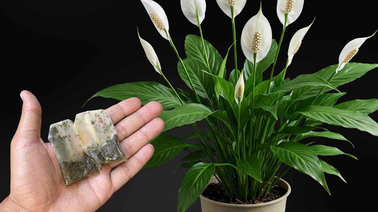 AIR PURIFYING PLANTS