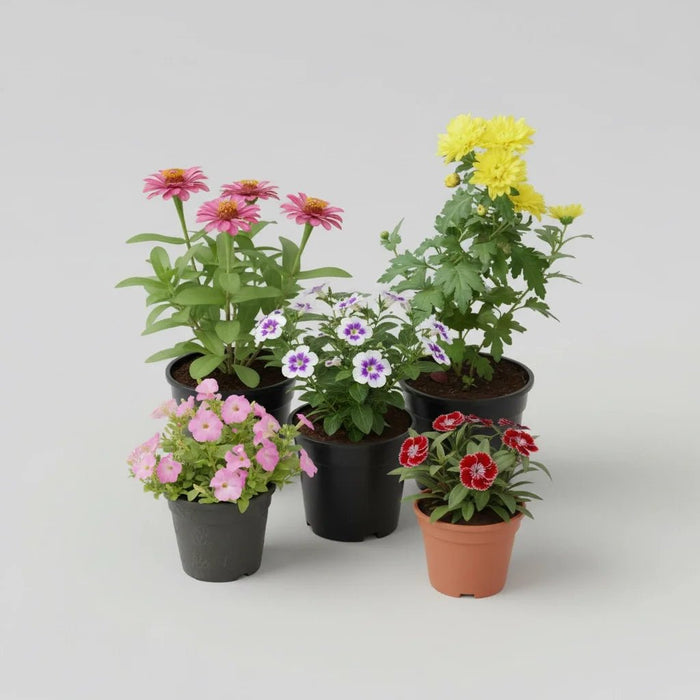 SEASONAL FLOWERING PLANTS
