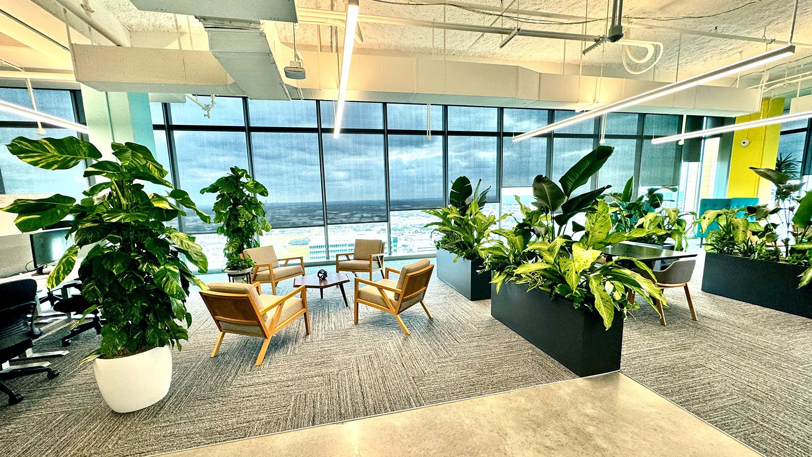 OFFICE PLANTS