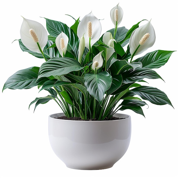 AIR PURIFYING PLANTS
