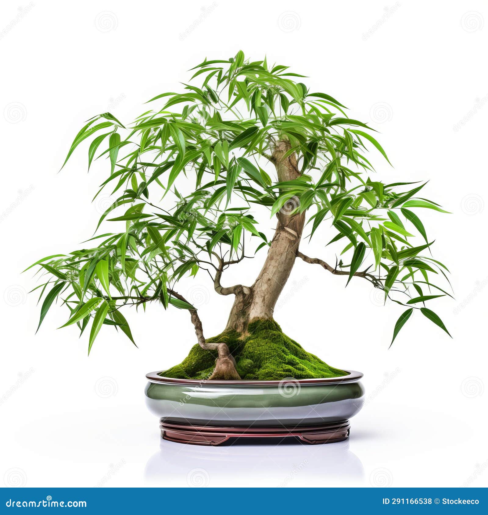 BONSAI PLANTS