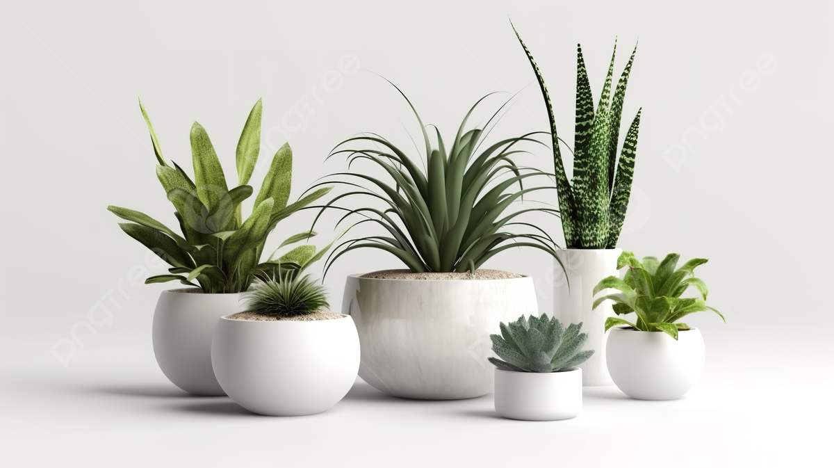 LOW MAINTENANCE PLANTS