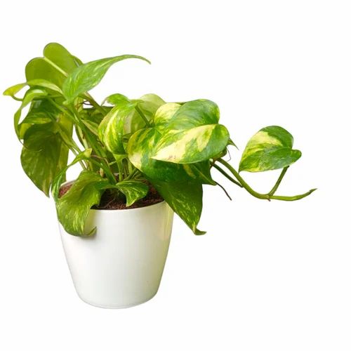 MONEY PLANT