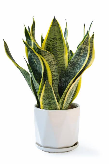 SNAKE PLANT