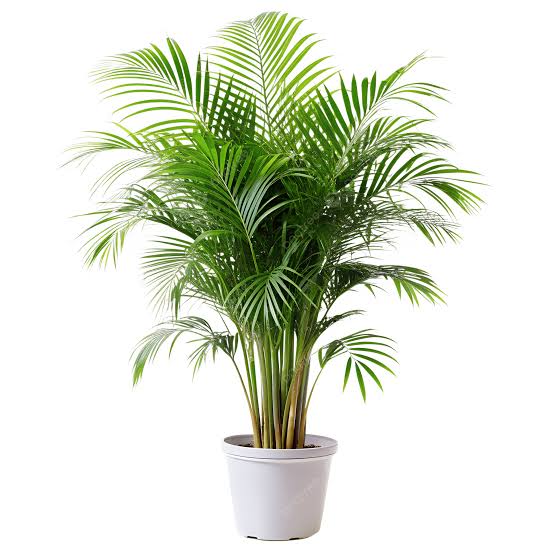 ARECA PALM