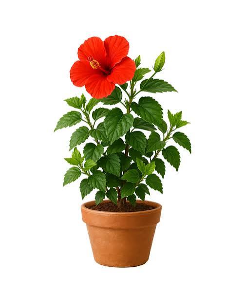HIBISCUS